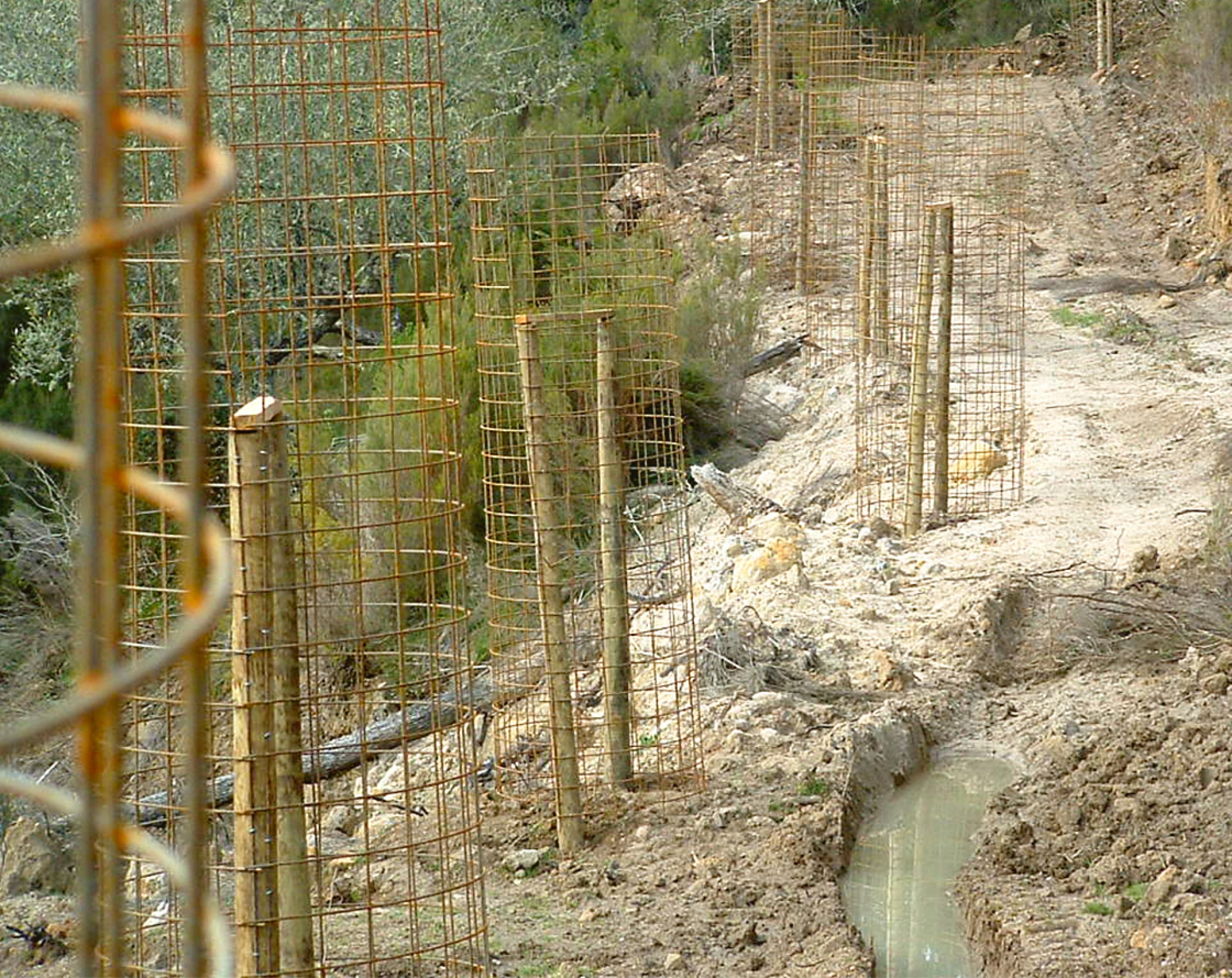 Jeunes arbres protégés par des structures métalliques dans la forêt