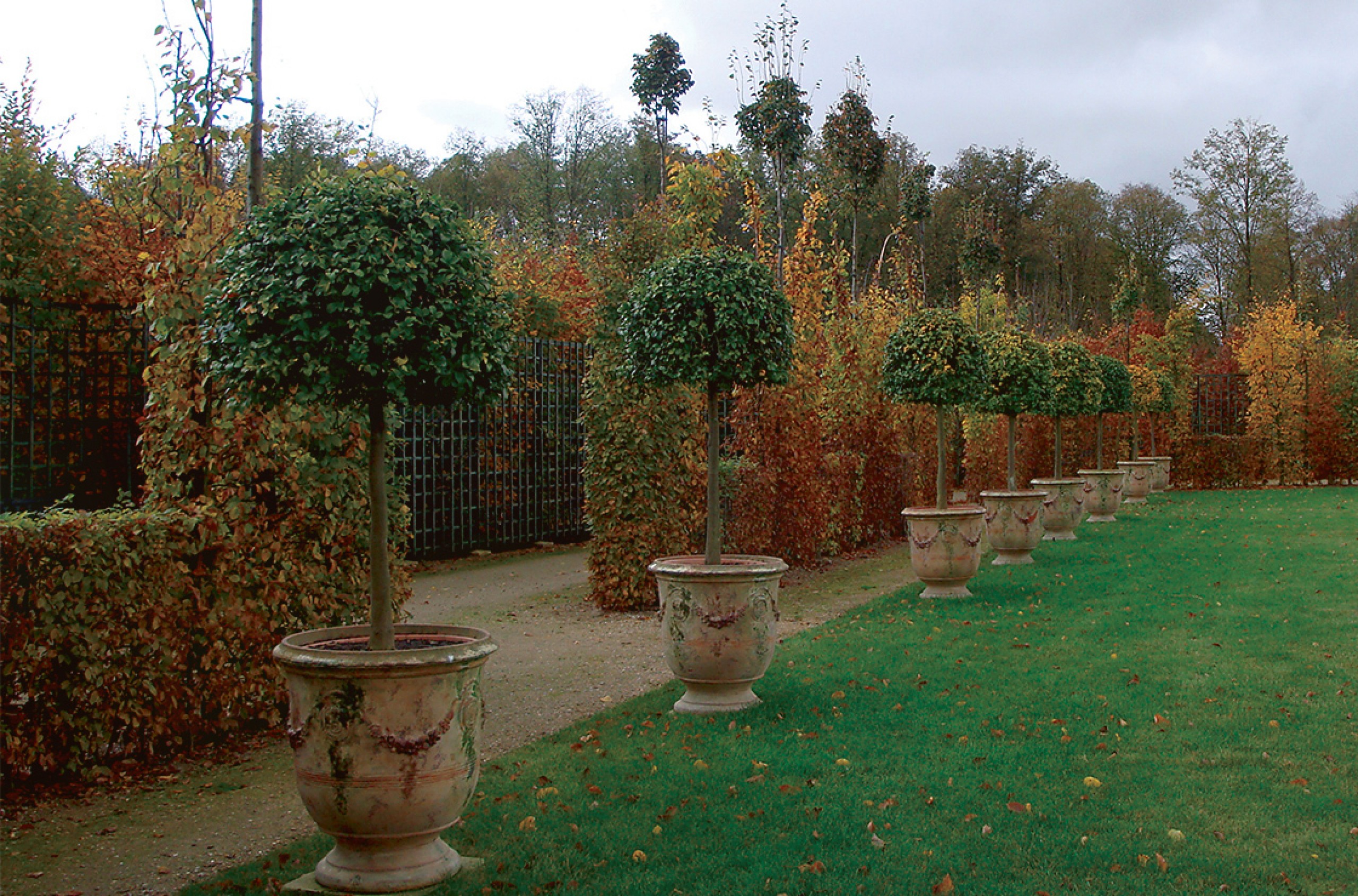Orangers en pots