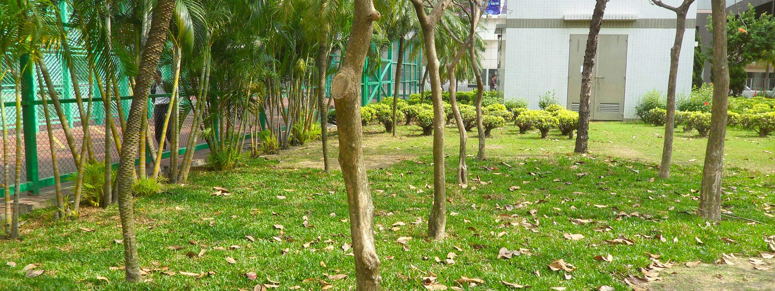 Jardin quadrillé avec différents types d’arbres