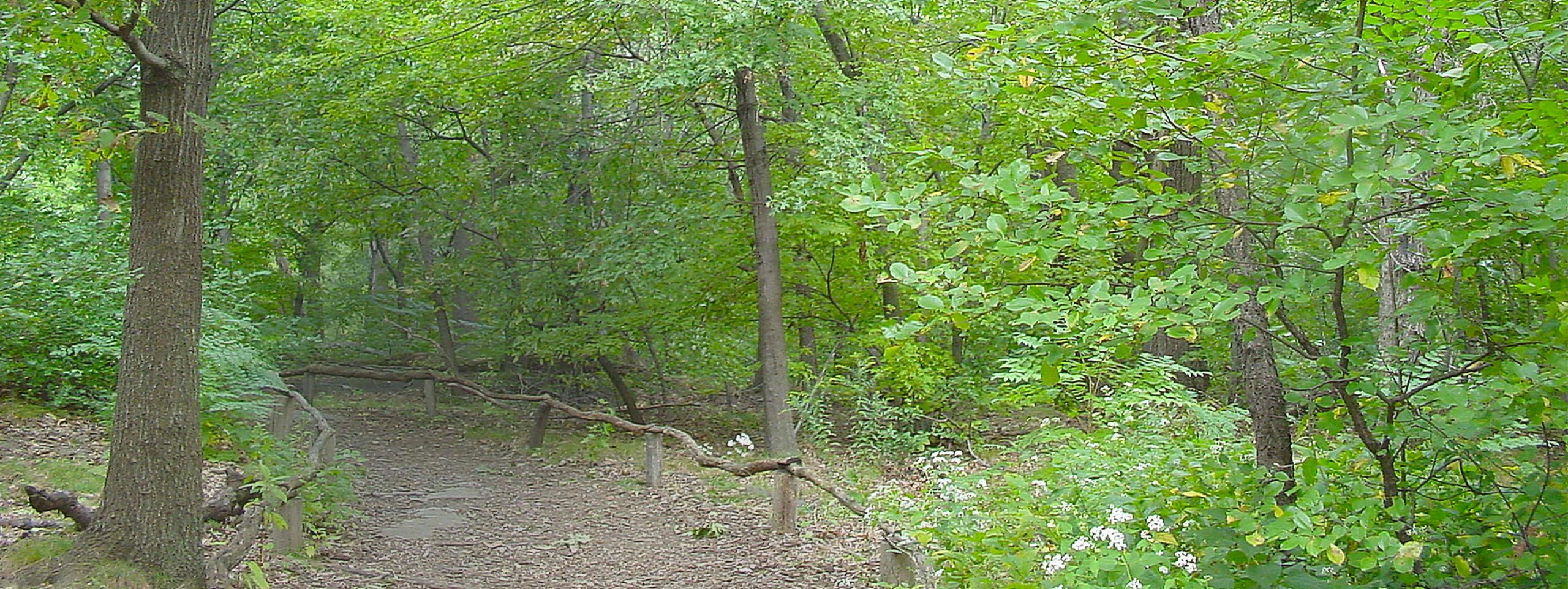 Sentier pédestre en forêt