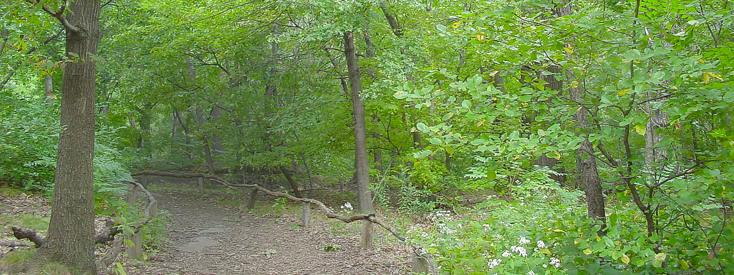 A walking path in the forest