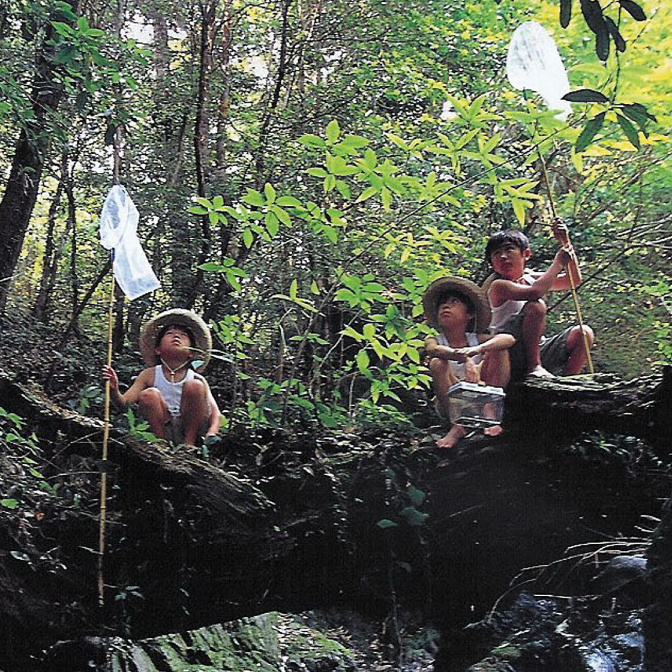 Trois enfants munis de filets dans la forêt